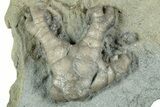 Fossil Crinoid (Onychocrinus) - Indiana #232256-1